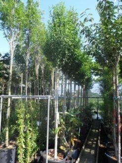 Altheastruik Als Boom (Hibiscus Syriacus 'Oiseau Blue') -Aanbiedingen Groene Hekken Winkel hibiscus syriacus oiseau bleu 12 14ho cont 1