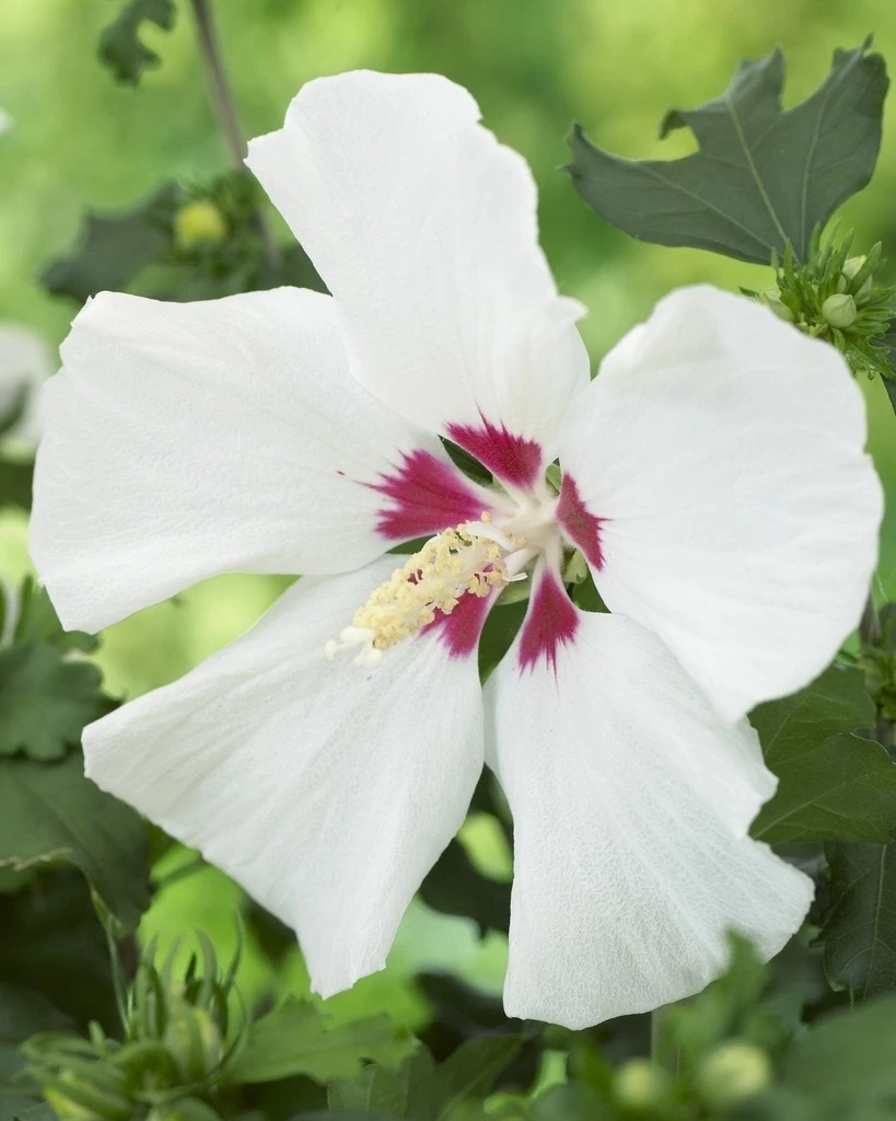 Altheastruik Als Boom (Hibiscus Syriacus 'Red Heart') 3 Altheastruik Als Boom (Hibiscus Syriacus 'Red Heart')