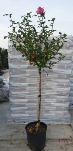 Altheastruik Op Stam (Hibiscus Syriacus 'Woodbridge') -Aanbiedingen Groene Hekken Winkel hibiscus woodbridge