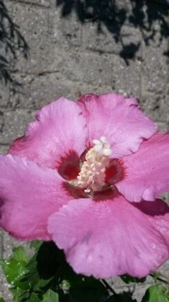 Aanbiedingen Groene Hekken Winkel -Aanbiedingen Groene Hekken Winkel hibiscus woodbridge 1 1