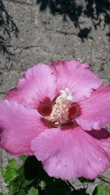 Altheastruik Op Stam (Hibiscus Syriacus 'Woodbridge') 4 Altheastruik Op Stam (Hibiscus Syriacus 'Woodbridge') - Afbeelding 2