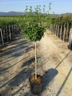 Altheastruik Als Halfstam (Hibiscus Syriacus 'Hamabo') -Aanbiedingen Groene Hekken Winkel hibiscushamabohalfstam02