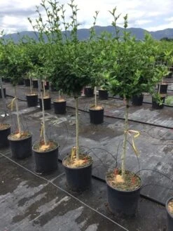 Altheastruik Als Halfstam (Hibiscus Syriacus 'Hamabo') -Aanbiedingen Groene Hekken Winkel hibiscushamabohalfstam03