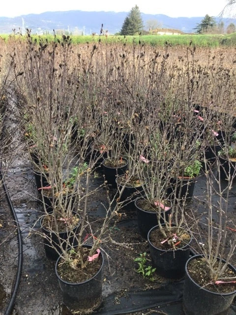 Altheastruik (Hibiscus Syriacus 'Pink Chiffon') 10 Altheastruik (Hibiscus Syriacus 'Pink Chiffon') - Afbeelding 8