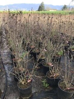 Altheastruik (Hibiscus Syriacus 'Pink Chiffon') -Aanbiedingen Groene Hekken Winkel hibiscuspinkchiffon