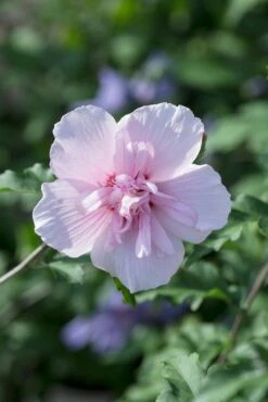 Aanbiedingen Groene Hekken Winkel 30 Altheastruik (Hibiscus Syriacus 'Pink Chiffon')