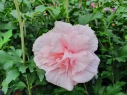 Altheastruik (Hibiscus Syriacus 'Pink Chiffon') -Aanbiedingen Groene Hekken Winkel hibiscuspinkchiffon01