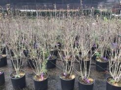 Altheastruik (Hibiscus Syriacus 'Purple Ruffles') -Aanbiedingen Groene Hekken Winkel hibiscuspurpleruffles02