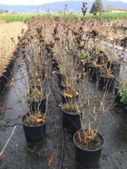 Altheastruik (Hibiscus Syriacus 'Starburst Chiffon') 16 Altheastruik (Hibiscus Syriacus 'Starburst Chiffon') -Aanbiedingen Groene Hekken Winkel hibiscusstarburstchiffon02