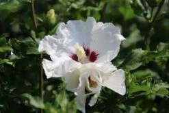 Altheastruik Als Boom (Hibiscus Syriacus 'Red Heart') 7 Altheastruik Als Boom (Hibiscus Syriacus 'Red Heart') -Aanbiedingen Groene Hekken Winkel hibiscussyriacus redheart03b 1 2