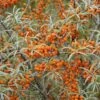 Duindoorn (Hippophae Rhamnoides) 1 Duindoorn (Hippophae Rhamnoides) -Aanbiedingen Groene Hekken Winkel hippophae rhamnoides