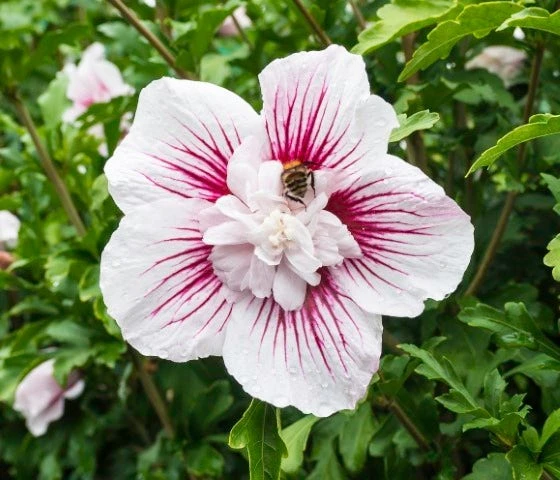 Altheastruik (Hibiscus Syriacus 'Starburst Chiffon') 4 Altheastruik (Hibiscus Syriacus 'Starburst Chiffon') - Afbeelding 2