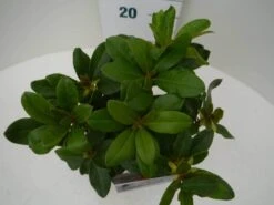 Rhododendron (Rhododendron 'Horizon Monarch') -Aanbiedingen Groene Hekken Winkel hor. monarch c2 boven