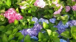 Hortensia (Hydrangea 'Endless Summer' Blauw) 14 Hortensia (Hydrangea 'Endless Summer' Blauw) -Aanbiedingen Groene Hekken Winkel hortensia endless summer 1