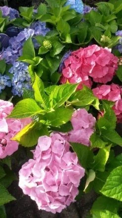 Hortensia (Hydrangea 'Endless Summer' Roze) -Aanbiedingen Groene Hekken Winkel hortensia endless summer 2 1
