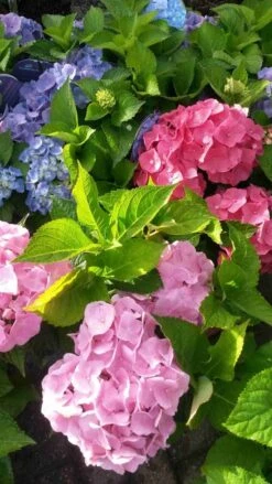 Hortensia (Hydrangea 'Endless Summer' Blauw) 15 Hortensia (Hydrangea 'Endless Summer' Blauw) -Aanbiedingen Groene Hekken Winkel hortensia endless summer 2 1