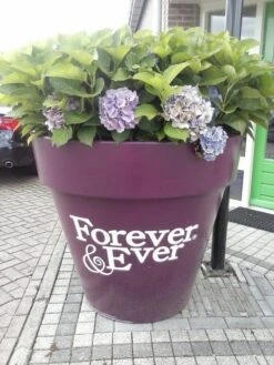 Hortensia Blauw (Hydrangea 'Forever&Ever') -Aanbiedingen Groene Hekken Winkel hortensia forever ever 2 1