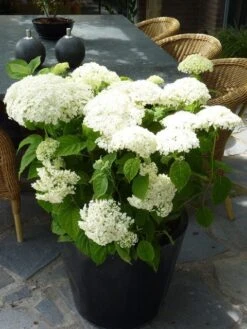 Hortensia (Hydrangea 'Strong Annabelle') -Aanbiedingen Groene Hekken Winkel hydrangea arb incrediball