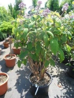 Fluweelhortensia (Hydrangea Aspera 'Macrophylla') -Aanbiedingen Groene Hekken Winkel hydrangea aspera macrophylla 125 150 175 c50