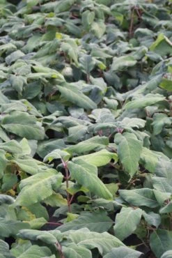 Fluweelhortensia (Hydrangea Aspera 'Macrophylla') -Aanbiedingen Groene Hekken Winkel hydrangea aspera macrophylla 1