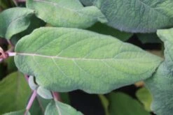 Fluweelhortensia (Hydrangea Aspera 'Macrophylla') -Aanbiedingen Groene Hekken Winkel hydrangea aspera macrophylla 2