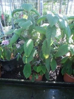 Fluweelhortensia (Hydrangea Aspera 'Sargentiana') -Aanbiedingen Groene Hekken Winkel hydrangea aspera sargentiana 60 80 100 c15 1