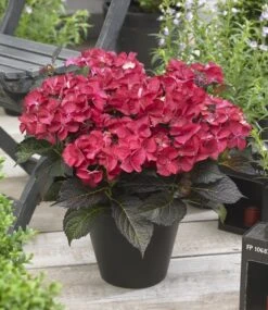 Hortensia (Hydrangea Black Diamonds Dark Angel) -Aanbiedingen Groene Hekken Winkel hydrangea black diamonds dark angel 2 2