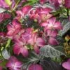 Hortensia (Hydrangea Black Diamonds Dark Angel Purple) -Aanbiedingen Groene Hekken Winkel hydrangea black diamonds dark angel purple 2