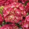 Hortensia (Hydrangea Black Diamonds Red Angel) -Aanbiedingen Groene Hekken Winkel hydrangea black diamonds red angel 2 2