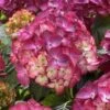 Hortensia (Hydrangea Black Diamonds Red Angel Purple) -Aanbiedingen Groene Hekken Winkel hydrangea black diamonds red angel purple 2 2