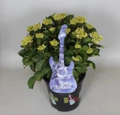 Hortensia Blue Ballad (Hydrangea 'Music Collection') -Aanbiedingen Groene Hekken Winkel hydrangea blue ballad c5 3