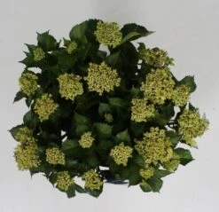 Hortensia Blue Ballad (Hydrangea 'Music Collection') -Aanbiedingen Groene Hekken Winkel hydrangea blue ballad c5 4