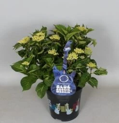 Hortensia Blue Boogiewoogie (Hydrangea 'Music Collection') -Aanbiedingen Groene Hekken Winkel hydrangea blue boogiewoogie 3 1 1
