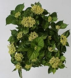 Hortensia Blue Boogiewoogie (Hydrangea 'Music Collection') -Aanbiedingen Groene Hekken Winkel hydrangea blue boogiewoogie 4 1 2