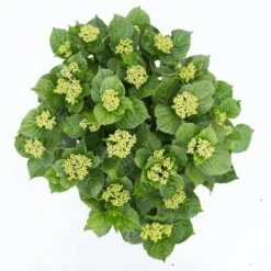 Hortensia Deep Purple Dance (Hydrangea 'Music Collection') 11 Hortensia Deep Purple Dance (Hydrangea 'Music Collection') -Aanbiedingen Groene Hekken Winkel hydrangea deep purple dance c5 3 1