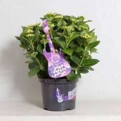 Hortensia Deep Purple Dance (Hydrangea 'Music Collection') 10 Hortensia Deep Purple Dance (Hydrangea 'Music Collection') -Aanbiedingen Groene Hekken Winkel hydrangea deep purple dance c5 4 1