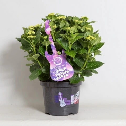 Hortensia Deep Purple Dance (Hydrangea 'Music Collection') 6 Hortensia Deep Purple Dance (Hydrangea 'Music Collection') - Afbeelding 4