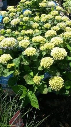 Hortensia (Hydrangea 'Endless Summer The Bride') 9 Hortensia (Hydrangea 'Endless Summer The Bride') -Aanbiedingen Groene Hekken Winkel hydrangea endless summer 1