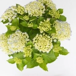 Hortensia Wit (Hydrangea 'Forever&Ever') -Aanbiedingen Groene Hekken Winkel hydrangea forever ever blue c5 5