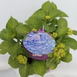 Hortensia Blauw (Hydrangea 'Forever&Ever') -Aanbiedingen Groene Hekken Winkel hydrangea forever ever blue hoek bewerkt 1