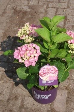 Hortensia Roze (Hydrangea 'Forever&Ever' Pink) -Aanbiedingen Groene Hekken Winkel hydrangea forever ever pink 3 2