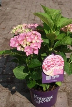 Hortensia Roze (Hydrangea 'Forever&Ever' Pink) 20 Hortensia Roze (Hydrangea 'Forever&Ever' Pink) -Aanbiedingen Groene Hekken Winkel hydrangea forever ever pink 4