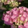 Hortensia Roze (Hydrangea 'Forever&Ever' Pink) -Aanbiedingen Groene Hekken Winkel hydrangea forever ever pink 5 1
