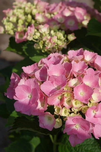 Hortensia Roze (Hydrangea 'Forever&Ever' Pink) 3 Hortensia Roze (Hydrangea 'Forever&Ever' Pink)