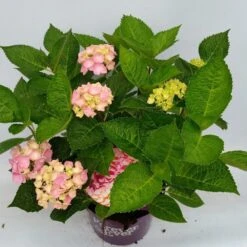 Hortensia Roze (Hydrangea 'Forever&Ever' Pink) -Aanbiedingen Groene Hekken Winkel hydrangea forever ever pink hoek 17 10 2