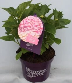 Hortensia Roze (Hydrangea 'Forever&Ever' Pink) 16 Hortensia Roze (Hydrangea 'Forever&Ever' Pink) -Aanbiedingen Groene Hekken Winkel hydrangea forever ever pink voor bewerkt