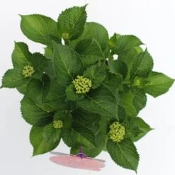 Hortensia Rood (Hydrangea 'Forever&Ever') -Aanbiedingen Groene Hekken Winkel hydrangea forever ever red boven bewerkt 2