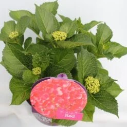 Hortensia Rood (Hydrangea 'Forever&Ever') -Aanbiedingen Groene Hekken Winkel hydrangea forever ever red hoek bewerkt 2
