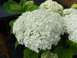 Hortensia (Hydrangea 'Strong Annabelle') -Aanbiedingen Groene Hekken Winkel hydrangea incrediball bloem