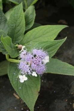 Hortensia (Hydrangea Involucrata) -Aanbiedingen Groene Hekken Winkel hydrangea involucrata 4